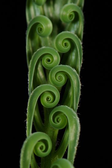 Cycas thouarsii. | Foto: Jaroslav Vogeltanz