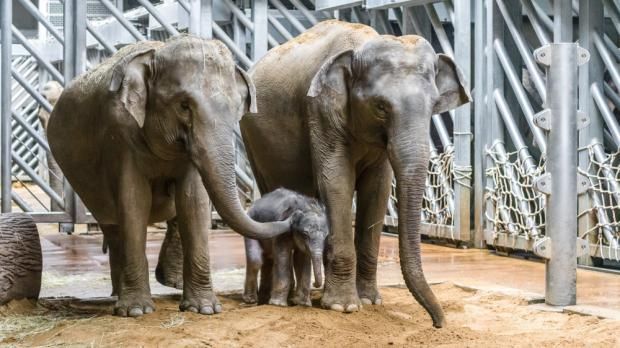 Slonice Tamara, Janita a Janitino mládě ve společném výběhu v ZOO Praha. | Foto: ZOO Praha