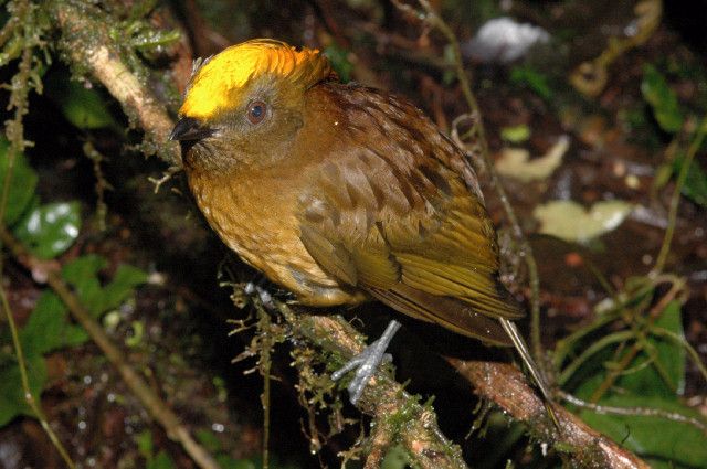 lemčík žlutočelý (amblyornis flavifrons) | Foto: Stephen Richards / Conservation International