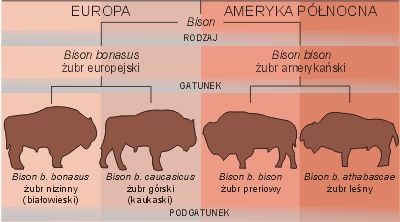 Rozdíl mezi evropským a americkým zubrem je zřejmý i v polštině. | Foto: www.bpn.com.pl