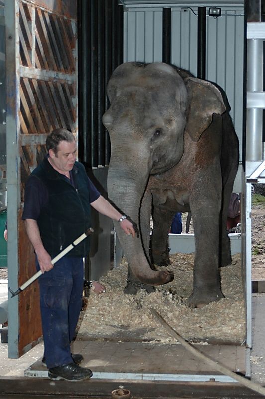 Při práci se slony je třeba zkušenost a opatrnosti, v českýc zoo již slon usmrtil dva lidi. Slon si na svého vychovatele zvyká a nezapomíná. | Foto: Zoologická zahrada Ostrava