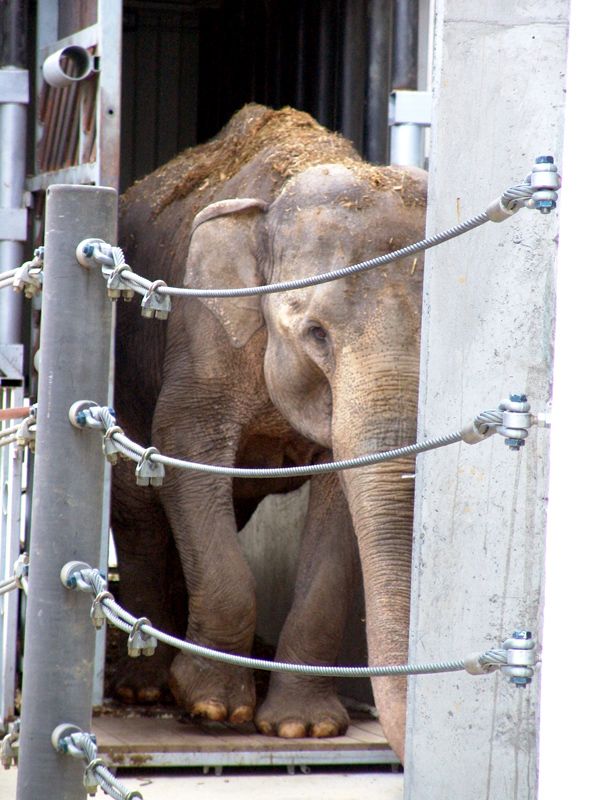 Vishes na cestě do speciálního stěhovacího kontejneru. Strávila v něm tři dny. | Foto: Zoologická zahrada Ostrava