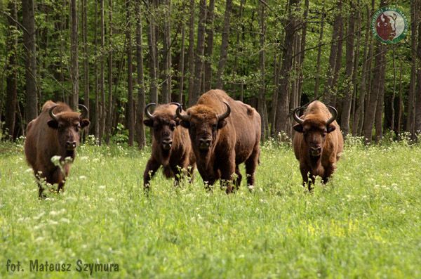 Stádo zubrů evropských na jedné z luk v unikátním Bialowiežském pralese na pomezí Běloruska a Polska. | Foto: www.bpn.com.pl