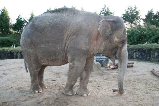 Dokonce i její jednačtyřicetiletá matka Vishes ještě může mít potomka. Pochází z cirkusu a kontakt s lidmi je jí přirozeností. | Foto: Zoologická zahrada Ostrava