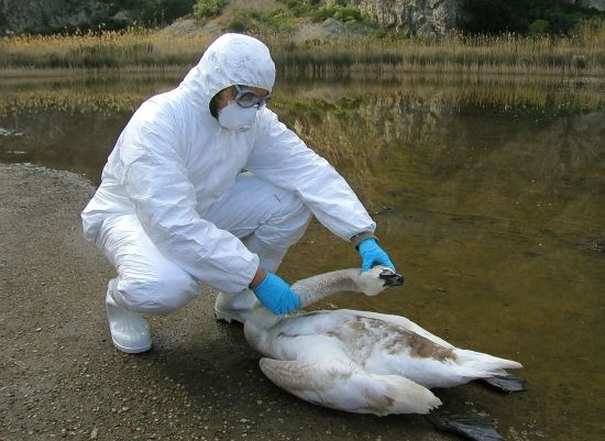 Mrvá labuť u jezera poblíž sicilského města Tindari | Foto: Reuters/D.Stefano