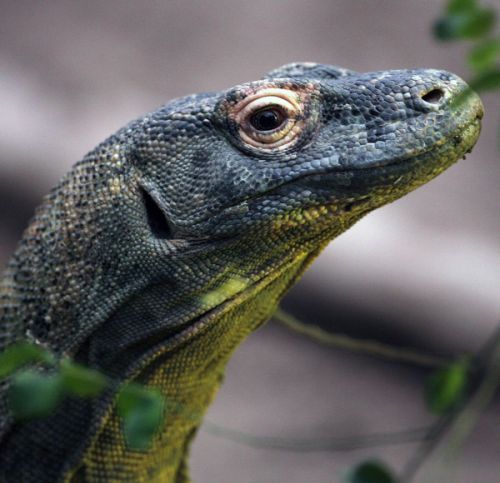 Varan komodský (Varanus komodoensis), největší žijící zástupce ještěrů z čeledi varanovitých | Foto: Reuters