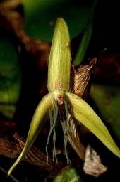 Foto: Jaap Vermeulen / Kew Royal Botanic Gardens