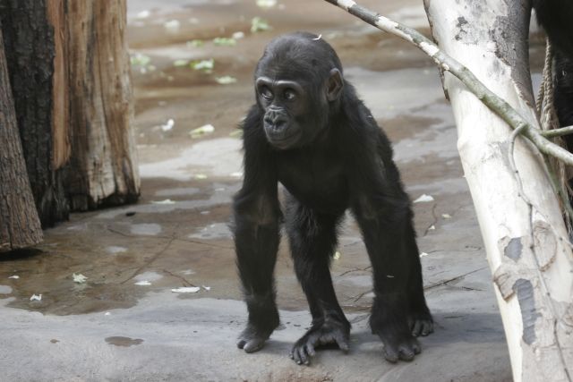 Pohlaví mláděte s jistotou určil až rozbor DNA. Provedla ho specializovaná laboratoř v lednu 2006. | Foto: Zoo Praha