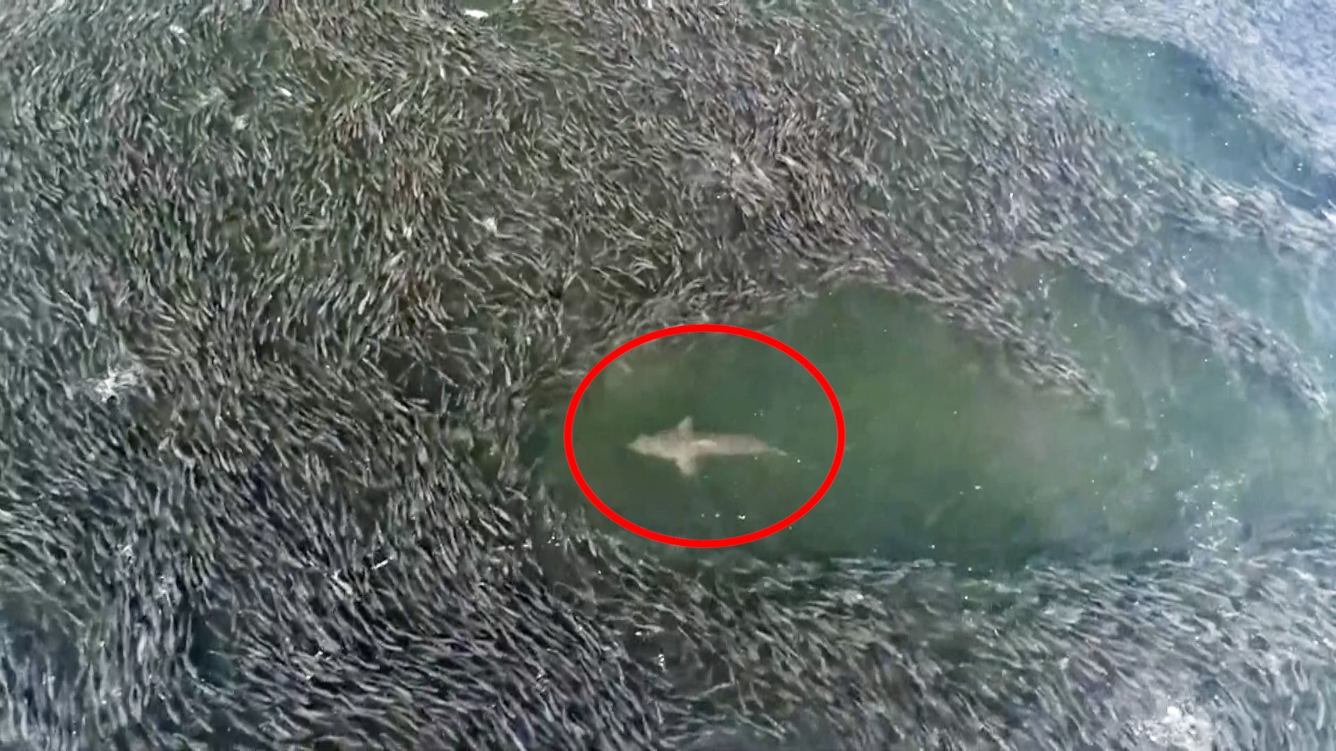 Breathtaking shots.  A “buffet opened” for sharks in a school of thousands of fish