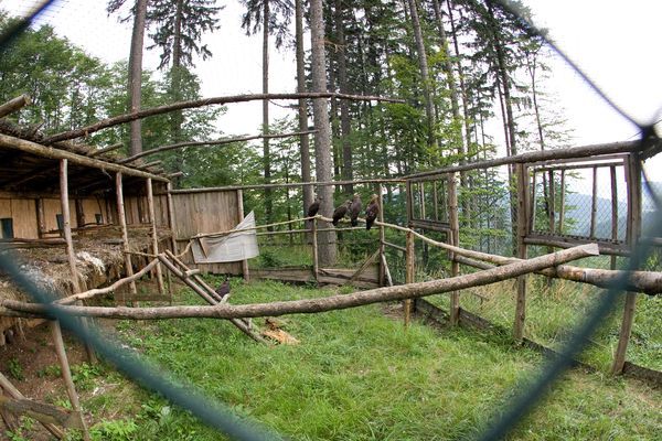 Evžen byl ve voliéře už podruhé, první návrat do přírody se nevydařil. | Foto: Petr Sznapka