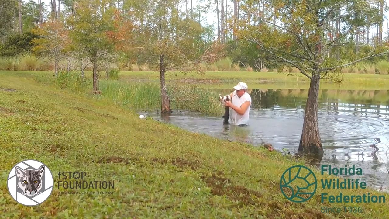 He jumped after the alligator and saved the puppy.  The video of a senior with a cigar is a world sensation