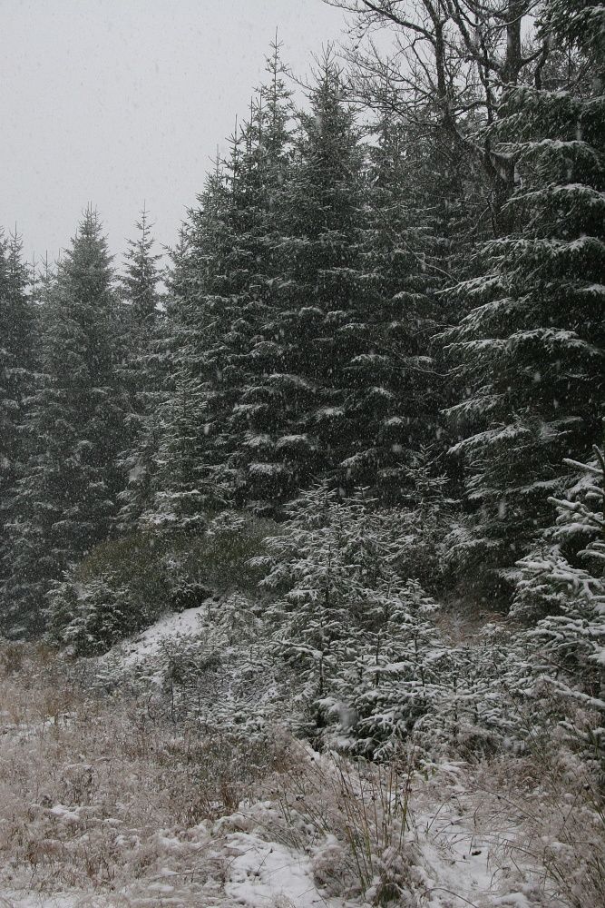 ...na mnoha místech foukal mrazivý vítr... | Foto: Tomáš Jiřička, NP Šumava