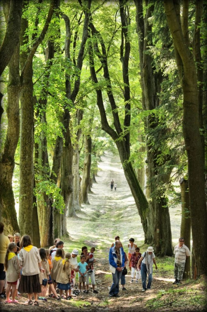 Alej na Anenský vrch najdeme v lokalitě Andělská Hora na Bruntálsku v Moravskoslezském kraji. Alej byla v roce 2008 vyhlášena za památnou. Počátky této aleje lemující cestu k poutnímu kostelu svaté Anny jsou vázány na období vzniku kostela a poutní cesty k němu. Nejstarší stromy se nacházejí v horní třetině, podle odhadů jsou staré více než 200 let a dosahují obvodu kmene až 400 cm. Nejčastěji jsou zde zastoupeny lípy. Alej patří k nejzachovalejším a nejúplnějším starým alejím v CHKO Jeseníky. Zároveň je velice působivou dominantou krajiny i města Andělská Hora. Alej hojně využívají lidé k procházkám i návštěvníci, kteří se chtějí podívat ke kostelu. Jednou za rok se zde pořádá pouť a s tím spojená křížová cesta, která je v horní části aleje. | Foto: Kateřina Bujnochová, Alej roku 2013