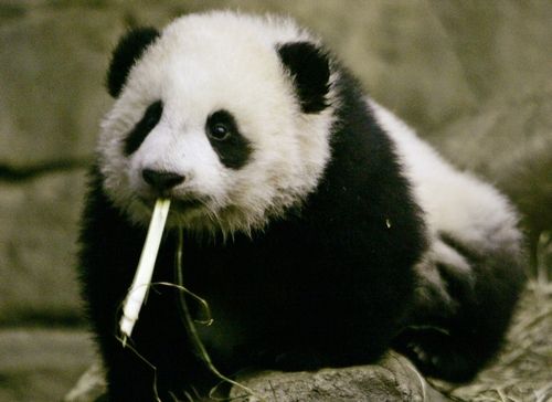 Mládě pandy velké jménem Tai Shan z washingtonské zoo se poprvé ukázalo na veřejnosti | Foto: Reuters