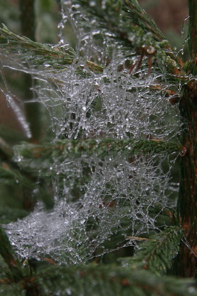 Sobota na šumavské Bučině... | Foto: Tomáš Jiřička, NP Šumava