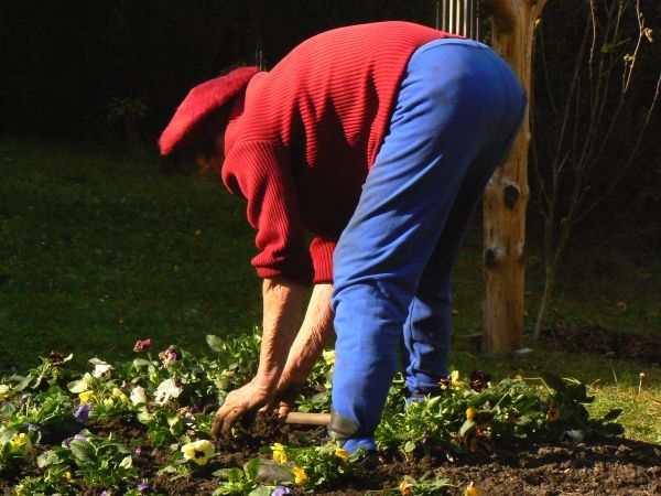 "Viděla jsem čmeláka. A žížaly ještě lozí v zemi," svěřila se tahle paní, když plela záhon před budovou Římskokatolické duchovní správy v Hovězím.  "To znamená, že ještě bude pěkně," zavěštila. | Foto: Karel Toman