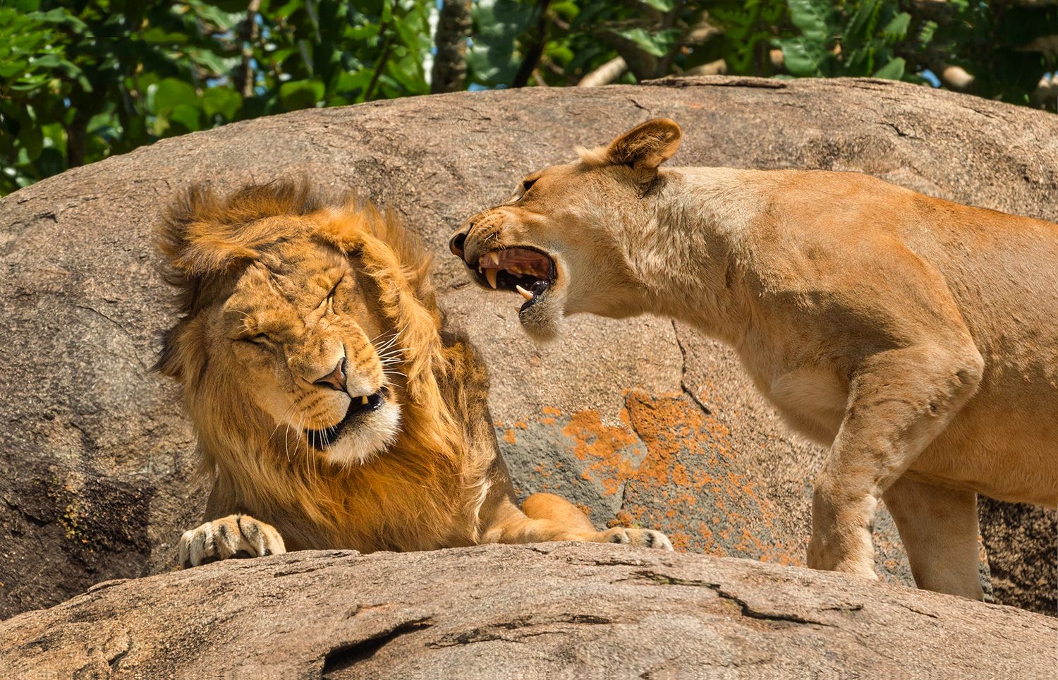 また何をしたの、レオ？面白い動物の写真が決勝戦へ、勝者を予想してください