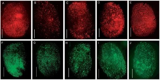 Otisky prstů fluoreskují po použití nanočástic s protilátkami. | Foto: UEA