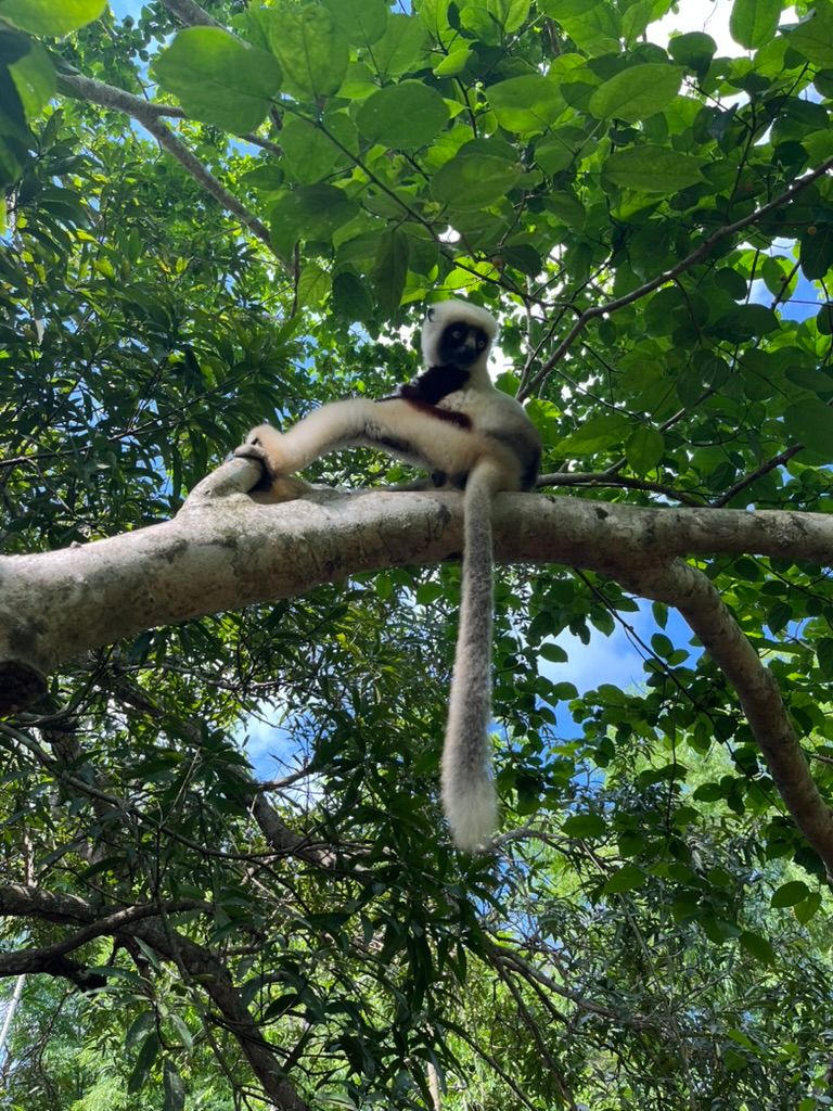 Obrazem: Ráj lemurů ovládla nespokojená generace Z. Madagaskar prožívá renesanci