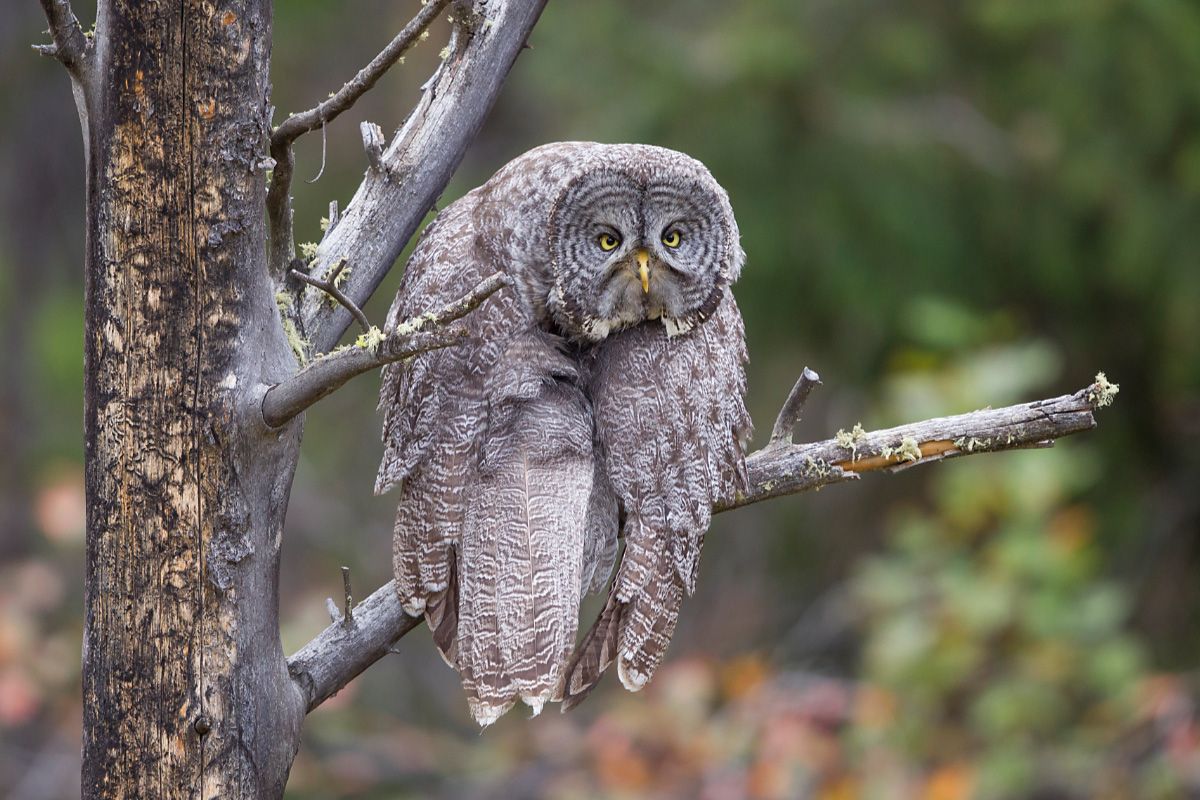 A Glimpse into the Finalists of the Comedy Wildlife Photography Awards: Heartbroken Owls, Nose-Poking Giraffes, and Stylish Foxes