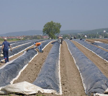 chřest sklizeň | Foto: Aktuálně.cz