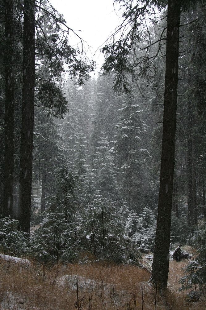 ...na horách za sobotu napadlo až několik centimetrů sněhu... | Foto: Tomáš Jiřička, NP Šumava