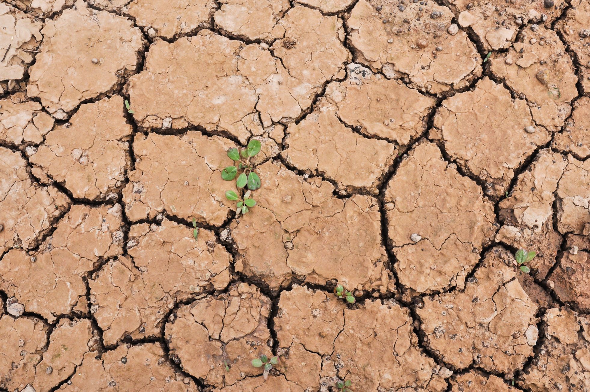 Sucho Sucho z klimatické změny? Na Česko už začíná doléhat, varuje profesor ...
