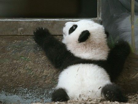 Mei Lan, půlroční panda velká, se snaží vyšplhat zpátky do svého pelíšku v Zoo v americké Atlantě. | Foto: Reuters