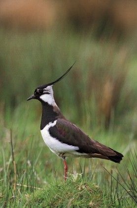 Čejka, jeden z nejvíce ohrožených ptáků | Foto: Česká společnost ornitologická