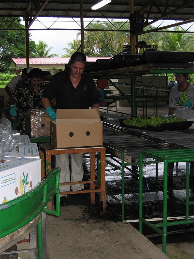 Pak už se mohou naložit do beden | Foto: Společnost pro Fair Trade