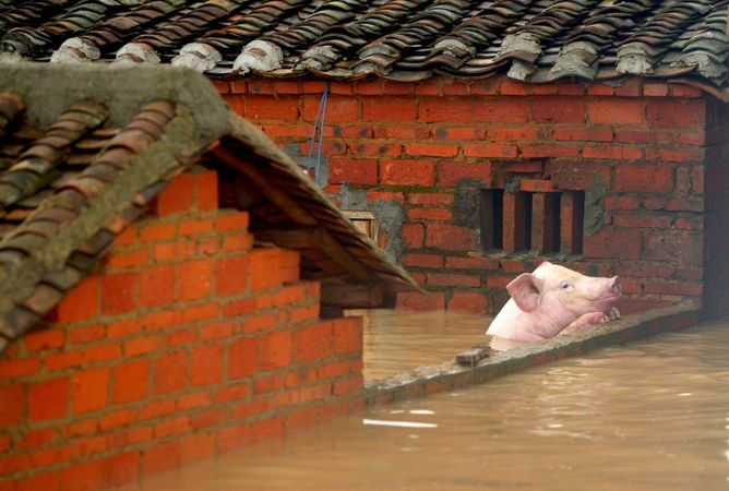 Vepř se snaží uniknout ze zaplaveného stavení | Foto: Reuters