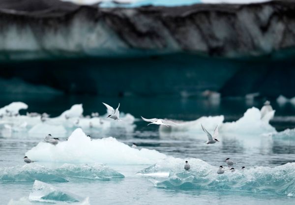 Příroda se narozdíl od letecké dopravy umí s výbuchy sopek vyrovnat. | Foto: Reuters