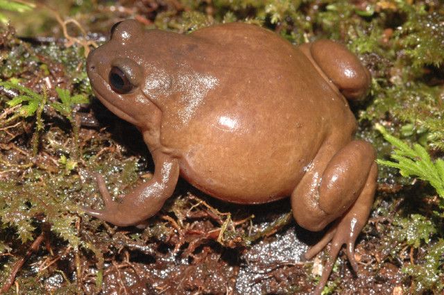 Dosud nepopsaný druh žáby rodu Callulops | Foto: Stephen Richards, Conservation International