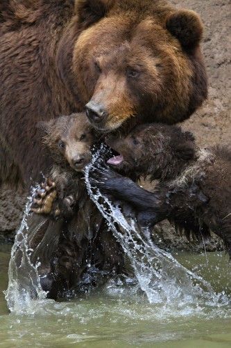 Kategorie: PŘÍRODA A ŽIVOTNÍ PROSTŘEDÍ; Čestná uznání Fotograf: RADEK MÍČA, AFP Informace k fotografii: Kuba, Toby a Kamčatka – medvídci narození v Zoo Brno, 31. 5. 2012 | Foto: RADEK MÍČA / Czech Press Photo