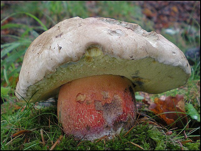 Nejedlý hřib kříšť. | Foto: Zdeněk Pelda