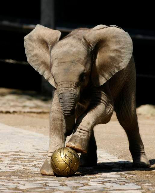 Slůně Tamo hrající si s míčem v Zoo ve Wuppertalu, 6. června 2008. | Foto: Reuters