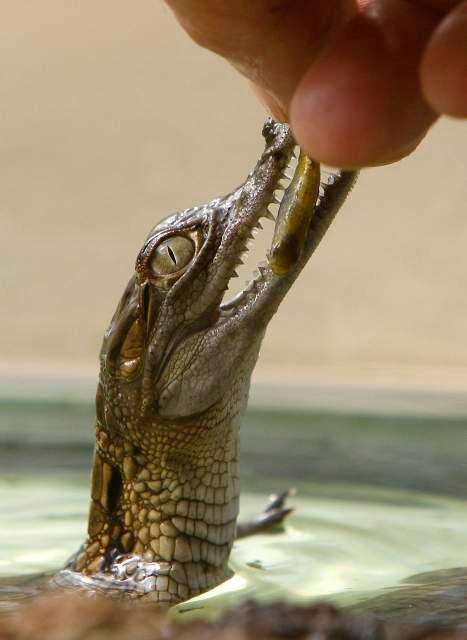 3měsíční mládě krokodýla je krmeno rybou v akváriu v budapešťské zoo, 23. září 2009. | Foto: Reuters