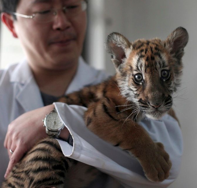 Tygr jihočínský patří k ohroženým druhům. Patrně většina dnes žijících jihočínských tygrů žije v čínských zoologických zahradách a jsou to potomci pouhých šesti zvířat. | Foto: Reuters