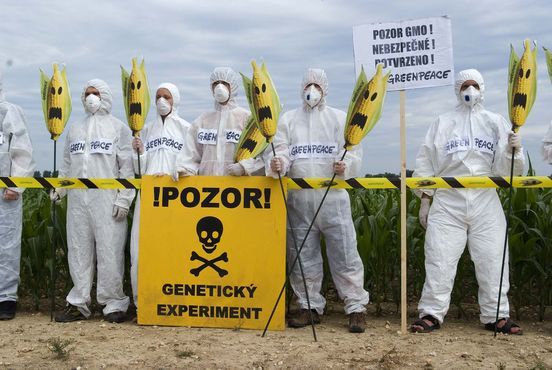 Ekologické organizace nemají genetické inženýrství rády. Na snímku Greenpece protestuje proti geneticky modifikovaným organismům (GMO). | Foto: Greenpeace