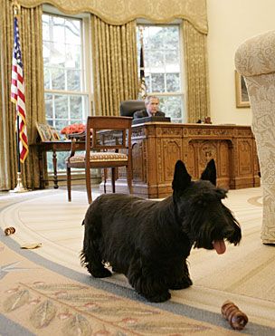 George W. Bush měl postupně tři psy - první byla fenka anglického špringršpaněla Spotty, která se narodila v Bílém domě už za vlády Bushe staršího. Následně měli Bushovi dva skotské teriéry, Barneyho a Miss Beazley. Bushovi měli také černou kočku Indii plemene americká krátkosrstá a na farmě v Texasu místní plemeno texaského dlouhorohého skotu Ofelii. | Foto: By White House photo by Eric Draper / Public Domain / Wikimedia Commons