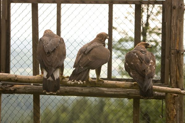 Zpočátku byli ve voliéře pouze tři a zvykali si na hory. | Foto: Petr Sznapka