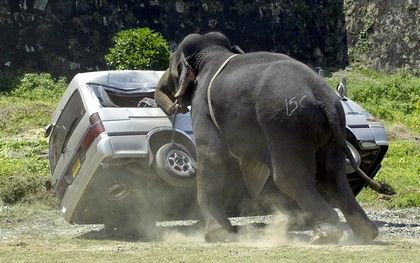 Zuřivý srílanský slon se pustil do boje. Zápas v pólu mu byl málo, a proto vyrazil na nedaleko stojící automobil. | Foto: Reuters