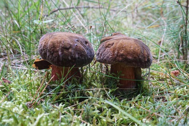 Druhé místo v počtu hlasů čtenářů získal tento snímek. Do fotosoutěže jej zaslal Karel Karmasin. Též gratulujeme k úspěchu. Redakce předá též malý dárek. | Foto: Karel Karmasin