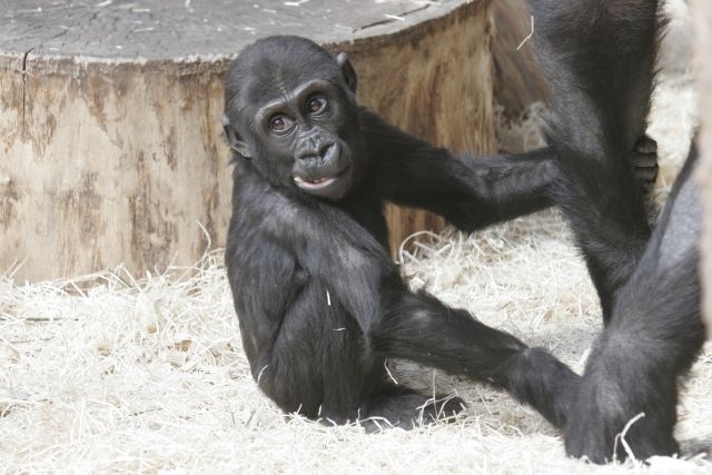 Malé Moje je už rok a půl | Foto: Zoo Praha