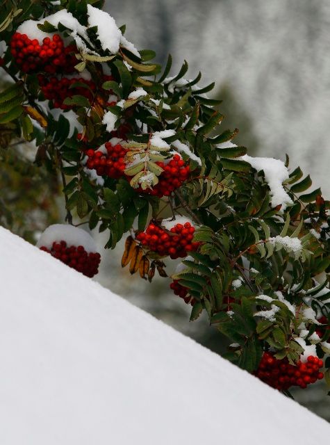 Jeřabiny v rakouské vesnici Absam, nedaleko Innsbrucku. | Foto: Reuters