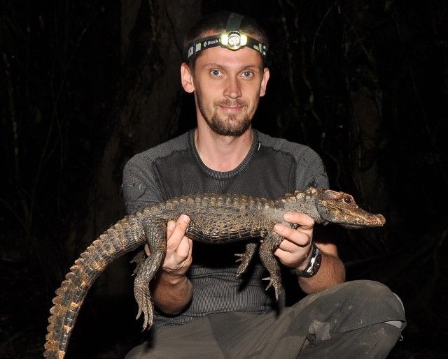 Krokodýl konžský, jak jej Václav Gvoždík prozatímně pojmenoval, zatím stále není všeobecně přijímán a mnozí vědci jej stále mylně zaměňují se západoafrickým krokodýlem čelnatým. | Foto: ivb.cz