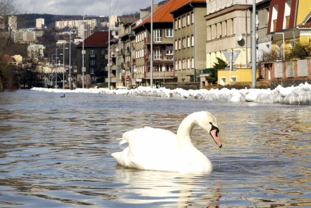 Labuť proplouvá Střekovským nábřežím v Ústí nad Labem, které 31. března zatopila velká voda | Foto: čtk