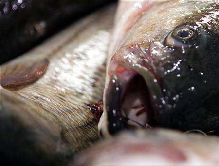 Podle vědců nedostatek omega 3 mastných kyselin, které jsou zejména v rybím mase, může způsobovat depresi. | Foto: Reuters