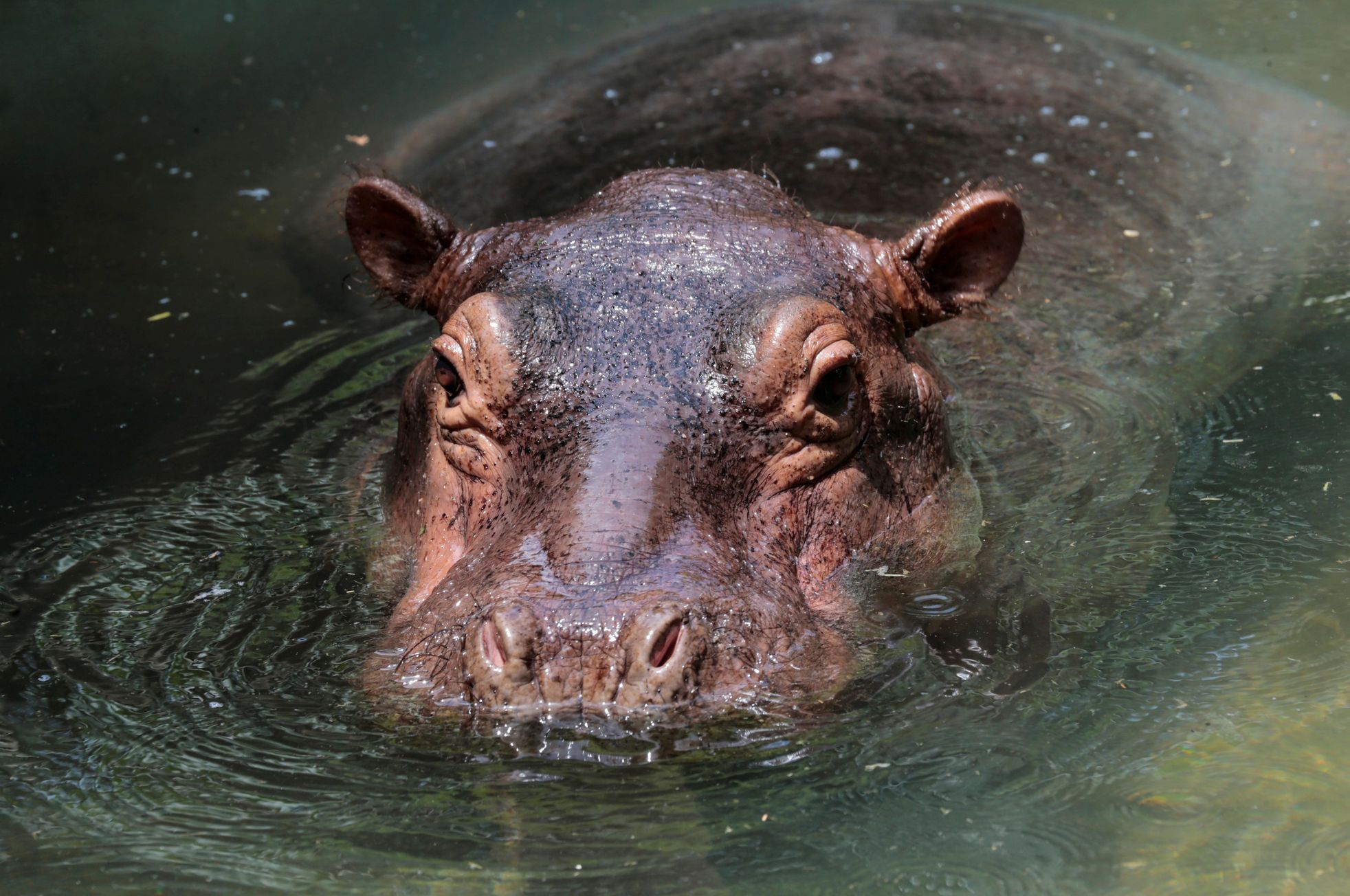 The endurance man ended up in the hospital after a hippopotamus attack