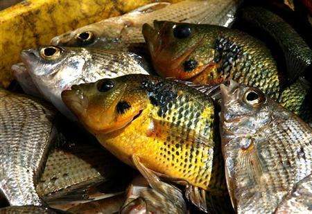 Podle vědců nedostatek omega 3 mastných kyselin, které jsou zejména v rybím mase, může způsobovat depresi. | Foto: Reuters